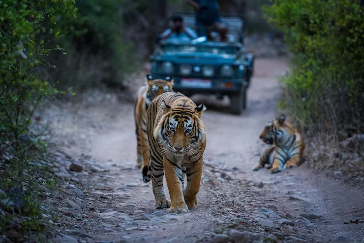 tigers dirt road with jeep background_1048944 1318499